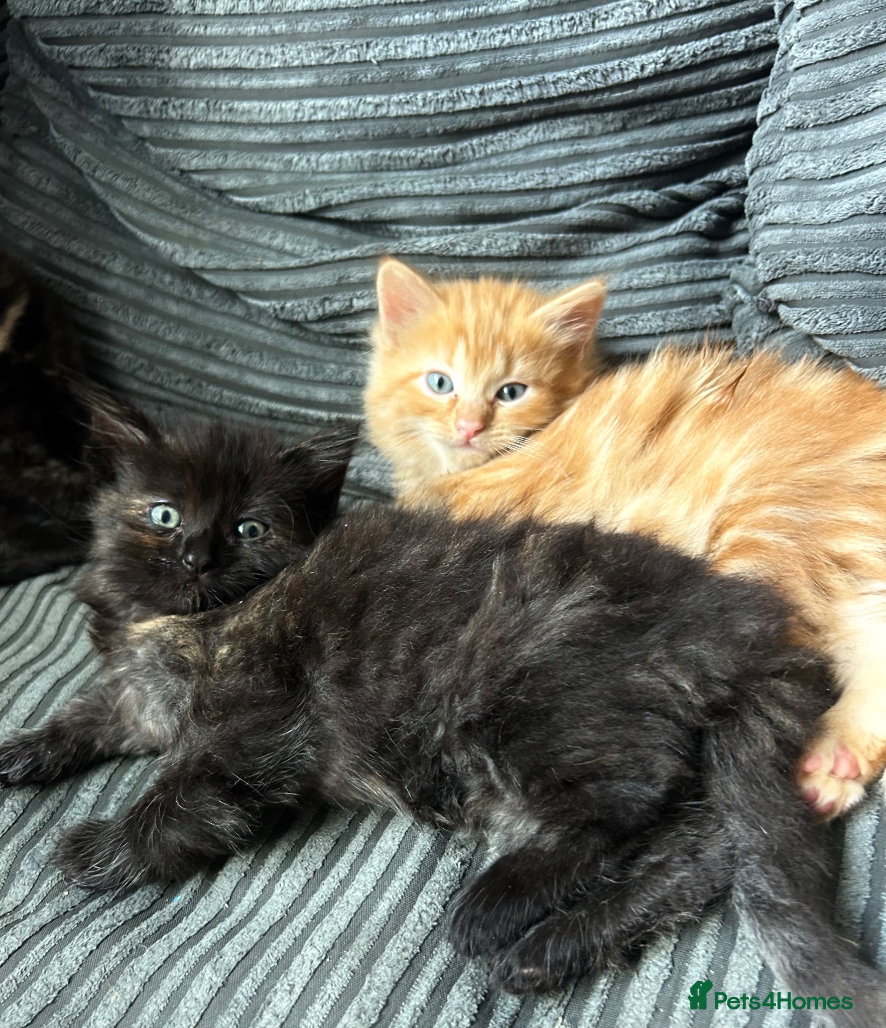 Ragdoll cats Tabby Ragdoll Kittens for Sale 🐯  - Advert 5