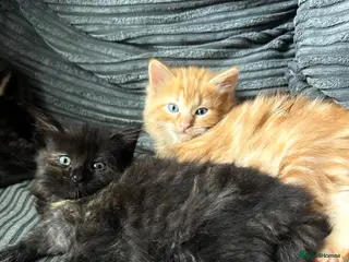 Ragdoll cats Tabby Ragdoll Kittens for Sale 🐯 - Advert 5