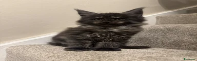 Maine Coon Kitten 1