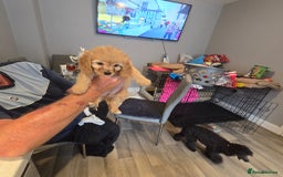 Cavapoo dogs for sale: TWO LITTLE FUR BABIES LEFT  - Image 33