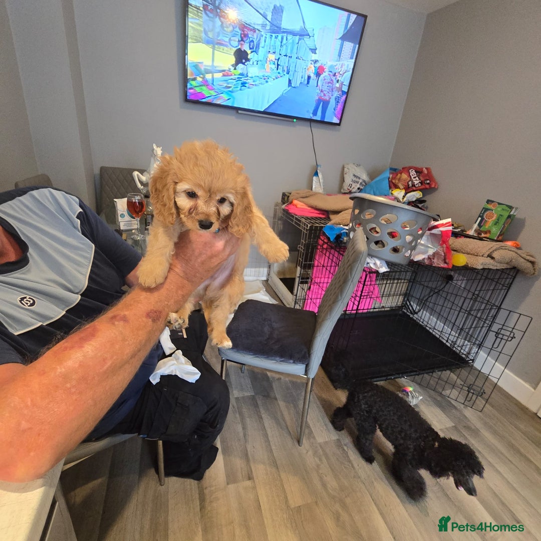 Cavapoo dogs for sale: TWO LITTLE FUR BABIES LEFT  - Image 33