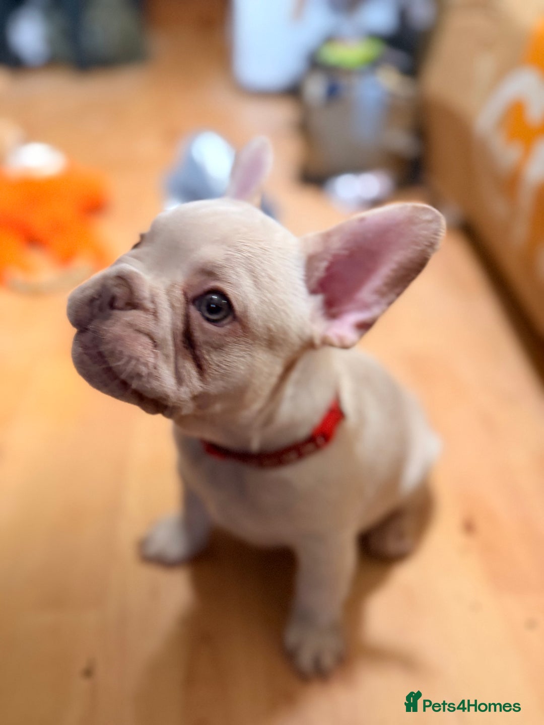 French Bulldog dogs for sale: Beautiful French Bulldog Puppies - Advert 16