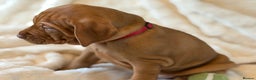 Hungarian Vizsla dogs for sale: Beautiful Hungarian Vizsla Puppies – 5⭐ Homes Only - Advert 22