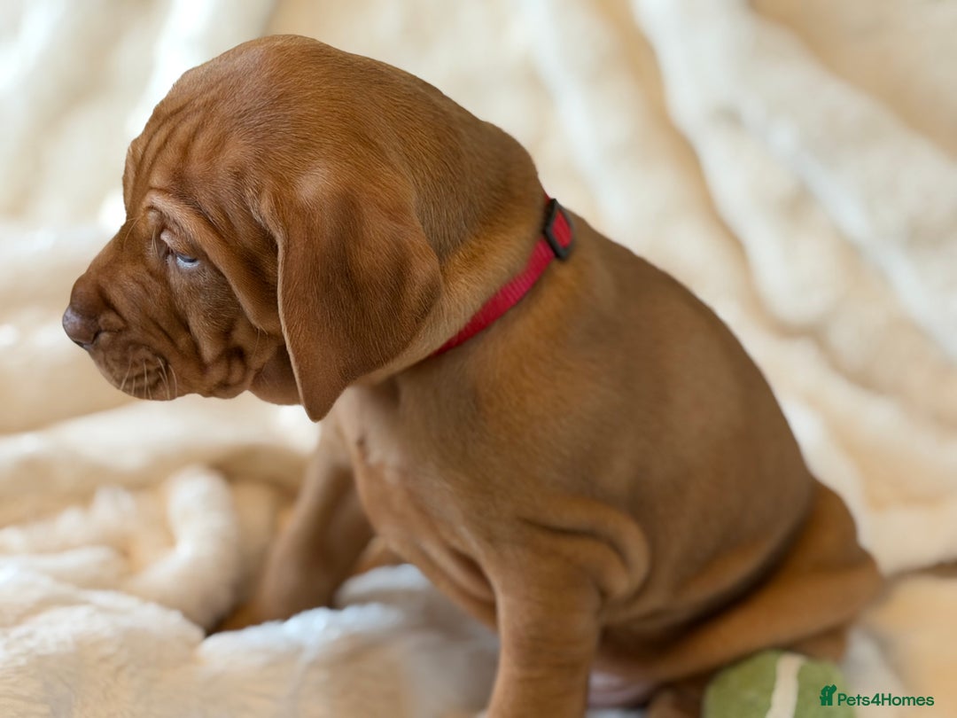 Hungarian Vizsla dogs for sale: Beautiful Hungarian Vizsla Puppies – 5⭐ Homes Only - Advert 22