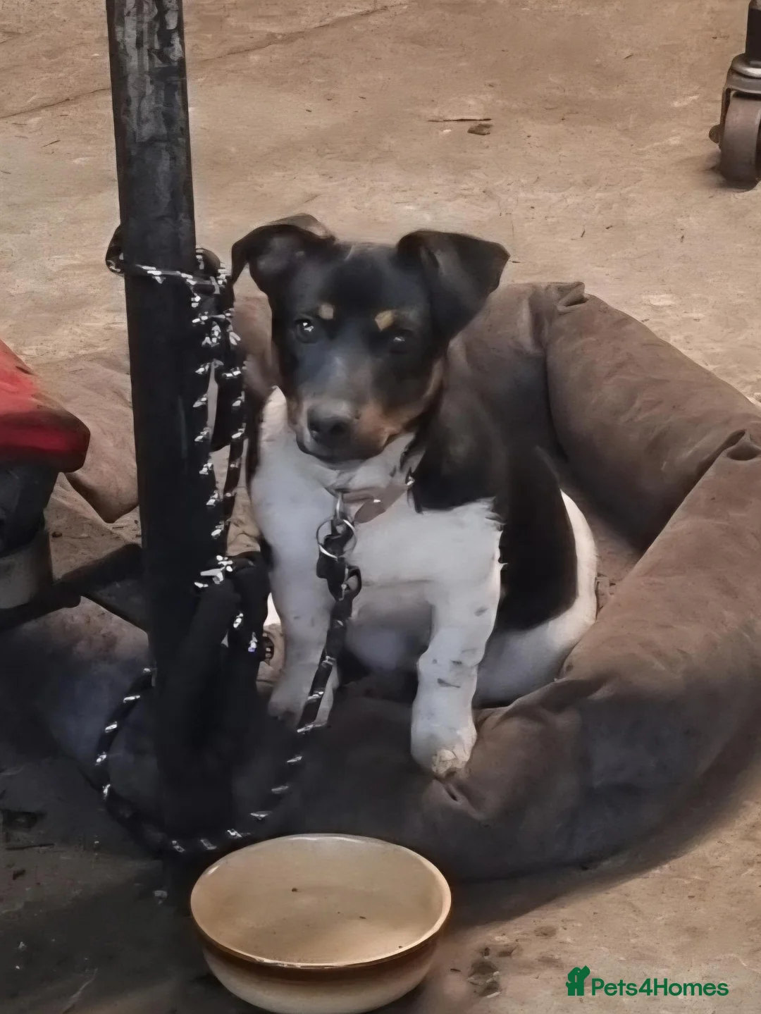 Jack Russell dogs for sale: Farm bred Jack Russell pups - Advert 2