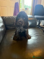 Cocker Spaniel dogs - Advert 12