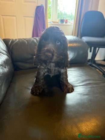 Cocker Spaniel dogs - Advert 7