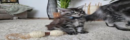 Maine Coon cats for sale: Adorable Maine Coon Boy looking for a Loving Home  - Advert 15