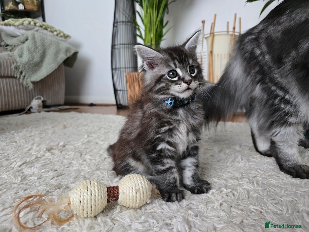 Maine Coon cats for sale: Adorable Maine Coon Boy looking for a Loving Home  - Advert 15