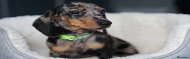 Miniature Dachshund 3