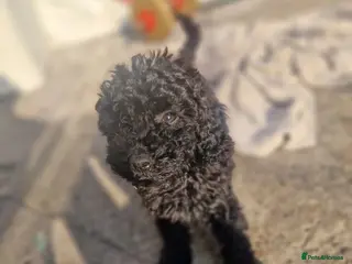 Cockapoo dogs Cockapoo puppy - Advert 1