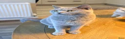 British Shorthair cats for sale: 1 year old active queen  - Advert 5