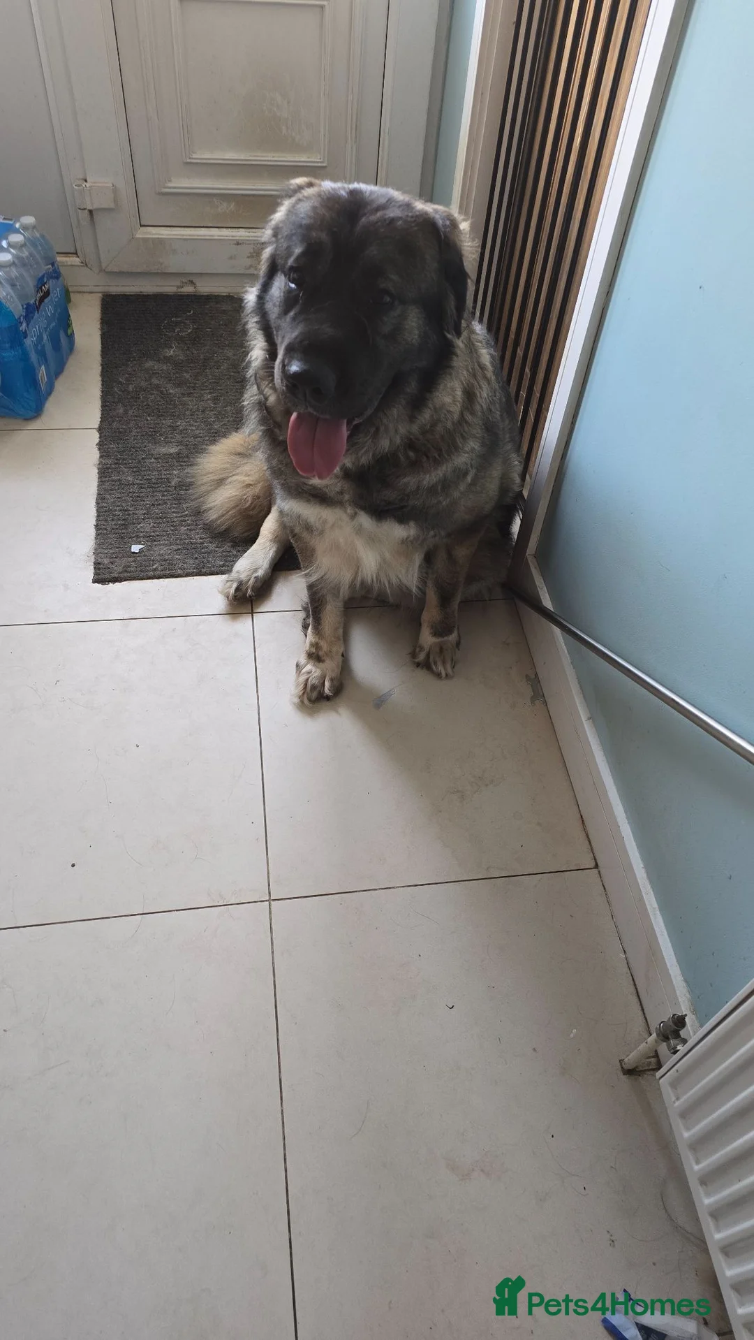 Caucasian Shepherd Dog dogs for sale: Female Caucasian Shepherd in Pontefract - Advert 3