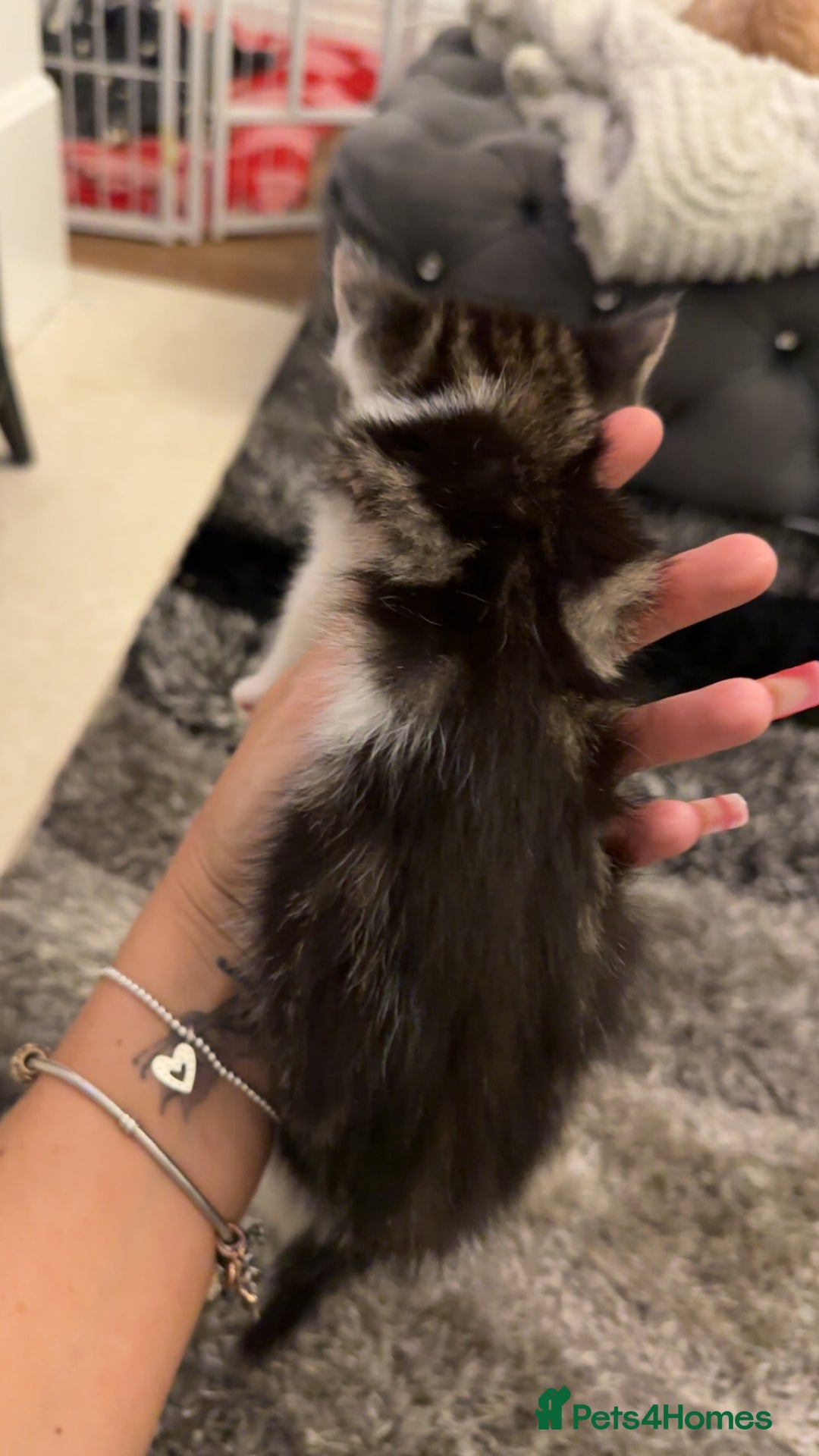 Domestic Shorthair cats for sale: Beautiful mix of kittens  - Advert 13