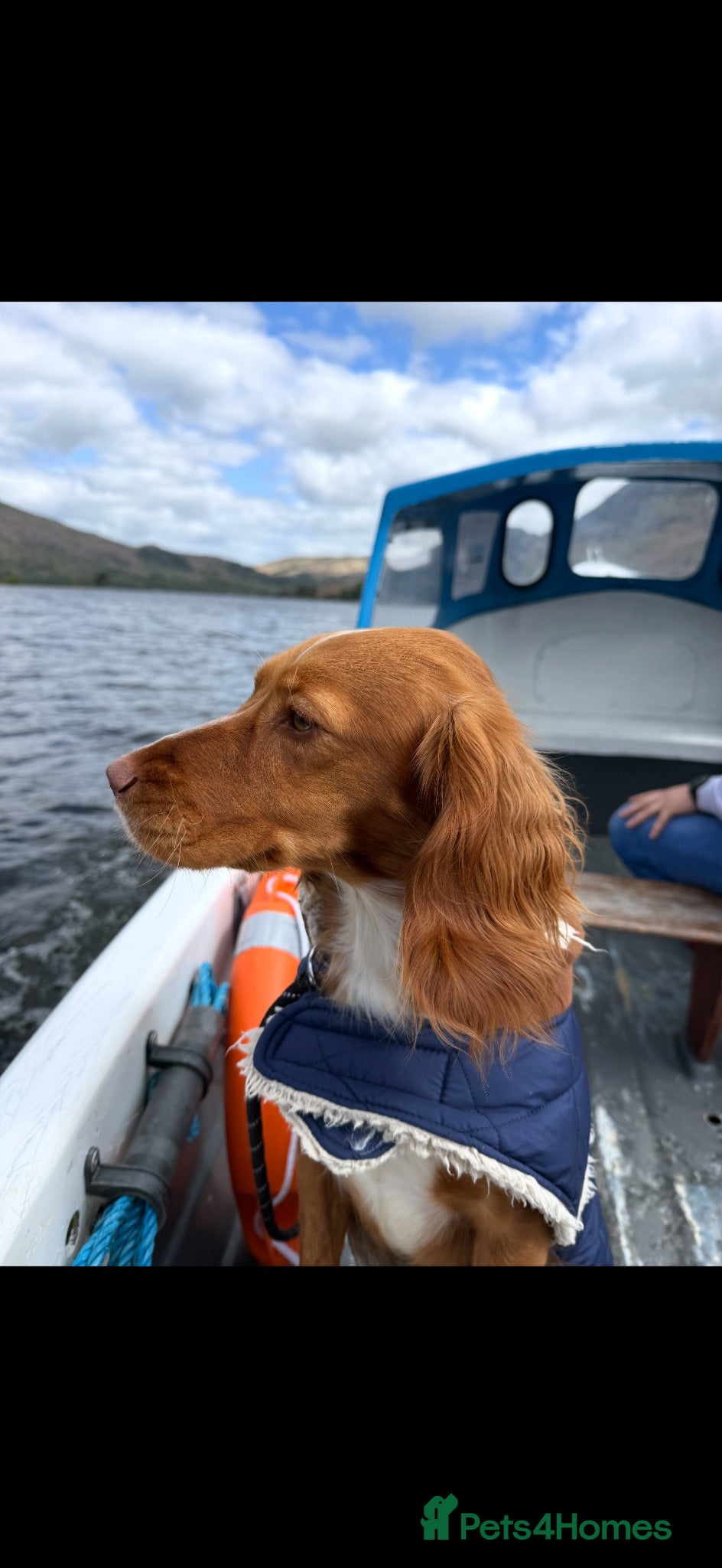Cocker Spaniel dogs Re-homing  - Advert 4