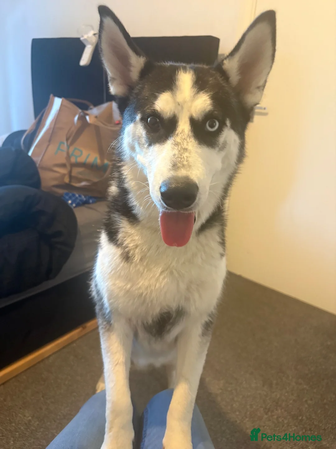 Siberian Husky dogs for sale: Beautiful Female Husky — Looking For A Loving Home - Advert 1