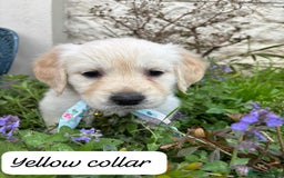 Golden Retriever dogs for sale: ❤️ Superb Litter of Golden Retriever Puppies ❤️ - Image 19