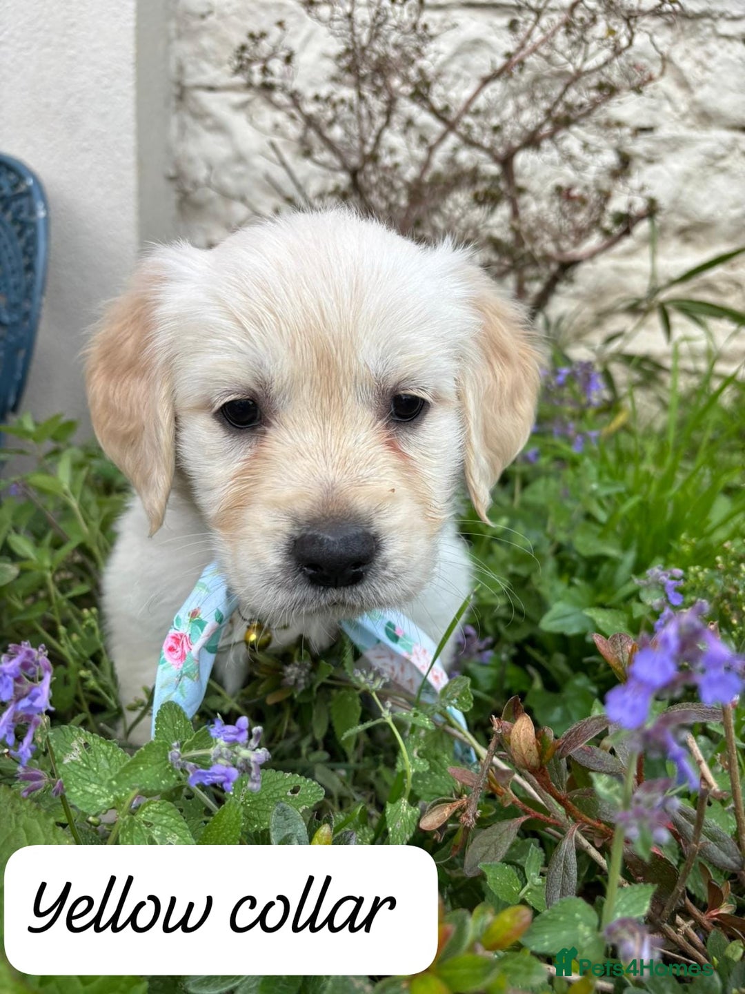Golden Retriever dogs for sale: ❤️ Superb Litter of Golden Retriever Puppies ❤️ - Image 19