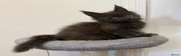 Maine Coon cats for sale: Pedigree GCCF Russian Kazakhstan import line - Advert 16