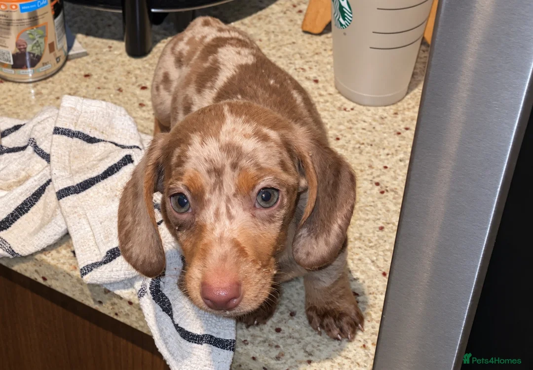 Miniature Dachshund dogs for sale: CHAMP🏆 MINI DACHSHUNDS 🇩🇪 Wir lieben Dachshunde - Advert 1