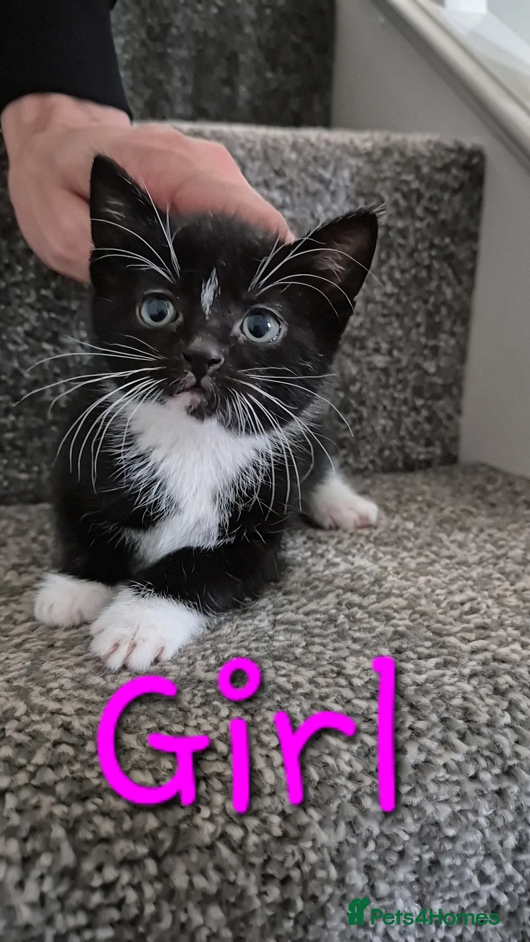 Mixed Breed cats for sale: Ready Now MIXED BREED - Advert 1