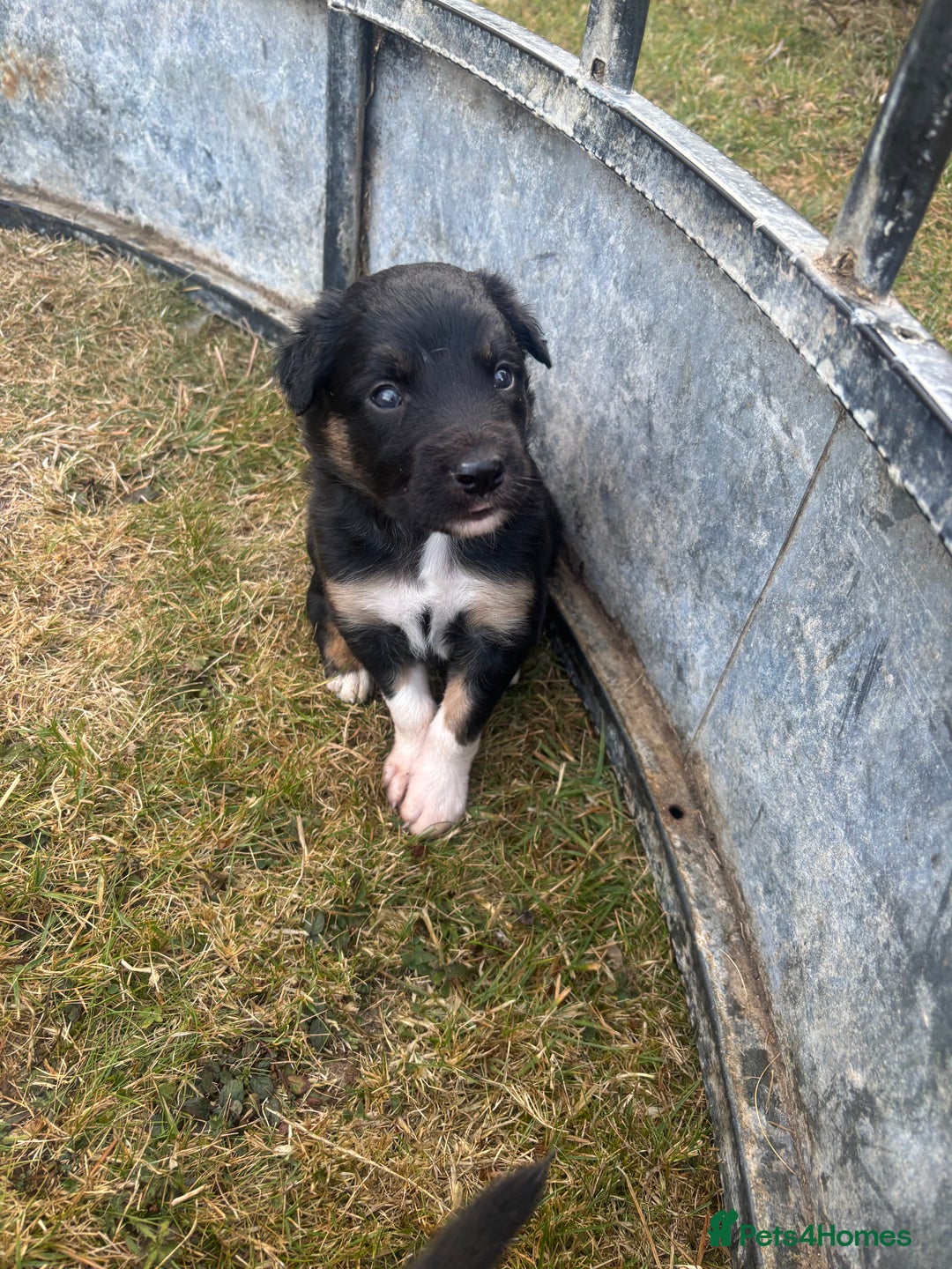 Mixed Breed dogs for sale: Beautiful Huntaway x Collie pups  - Image 37
