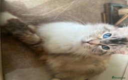 Ragdoll cats for sale: Tortie Lynx Flame Lynx pedigree Ragdolls - Image 2