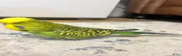 Lovebirds birds for sale: Male Budgie - Advert 4