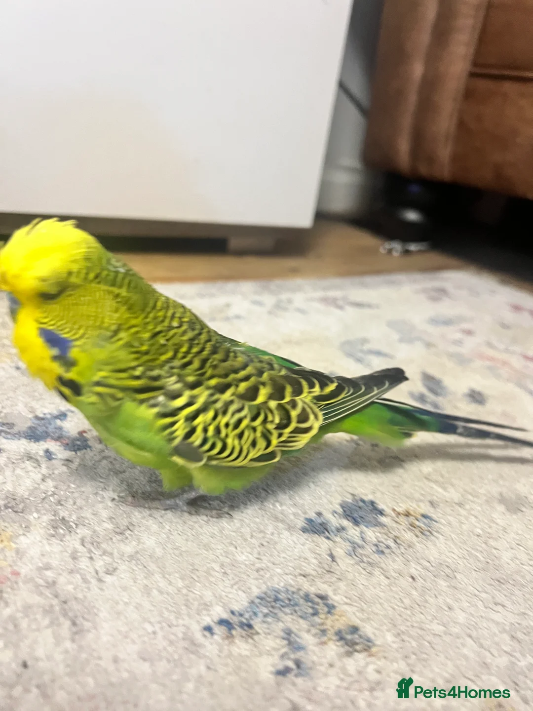 Lovebirds birds for sale: Male Budgie - Advert 4