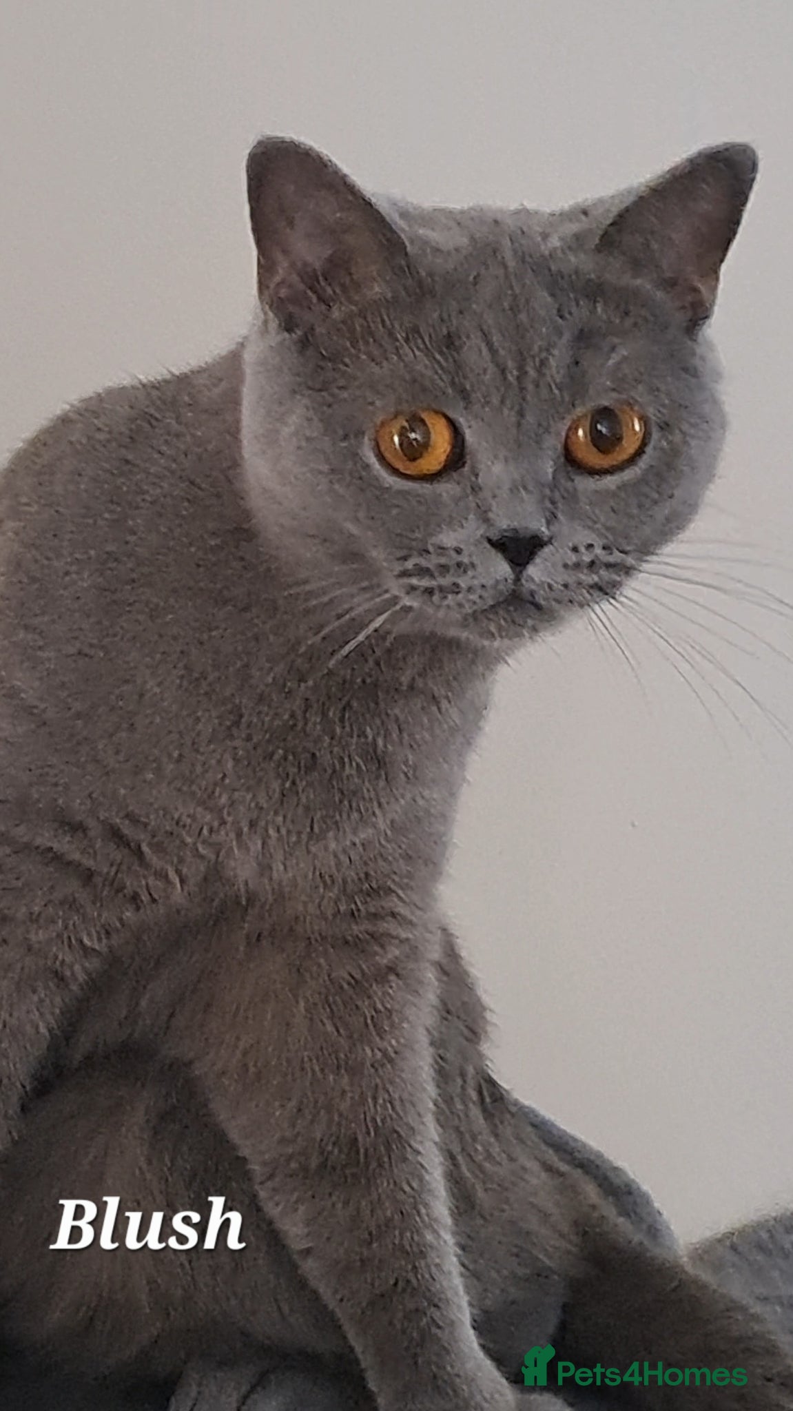 Brazilian Shorthair cats for sale: British Shorthair Blue REHOMING  - Advert 1