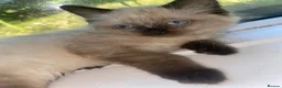 Ragdoll cats for sale: Chocolate minx female ragdoll - Advert 7