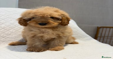 Cockapoo dogs - Advert 10