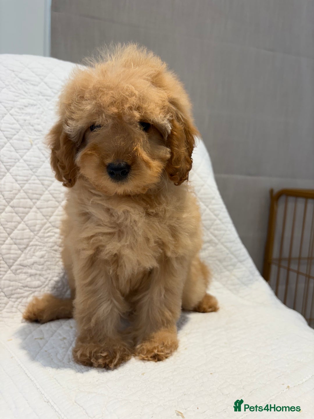 Cockapoo dogs for sale: LICENSED BREEDER quality health tested cockapoos  - Image 3