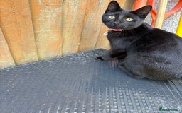 Domestic Shorthair cats for sale: Beautiful 6mo black kitten needing a new home - Image 3