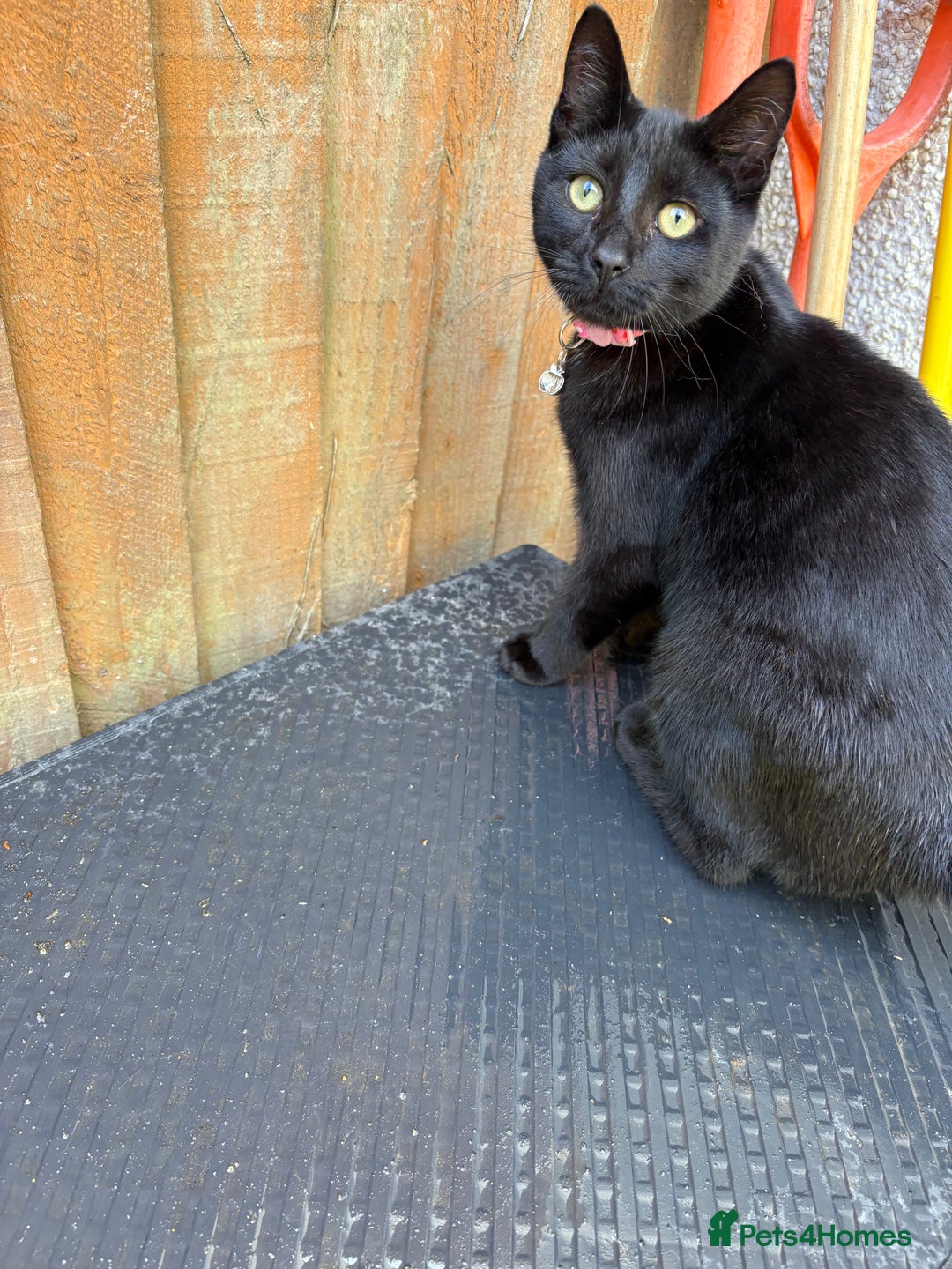 Domestic Shorthair cats for sale: Beautiful 6mo black kitten needing a new home - Image 3