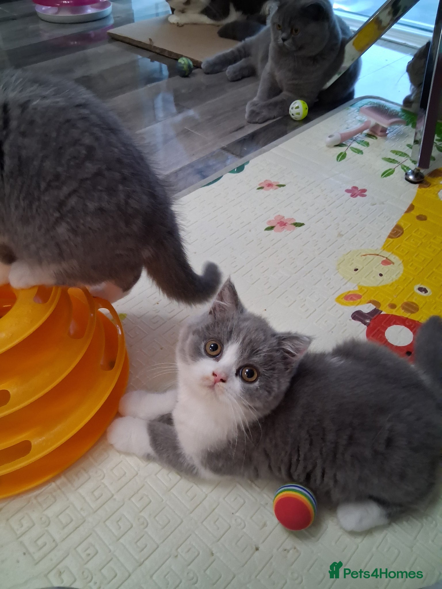 British Shorthair cats BRITISH SHORTHAIR  - Advert 1