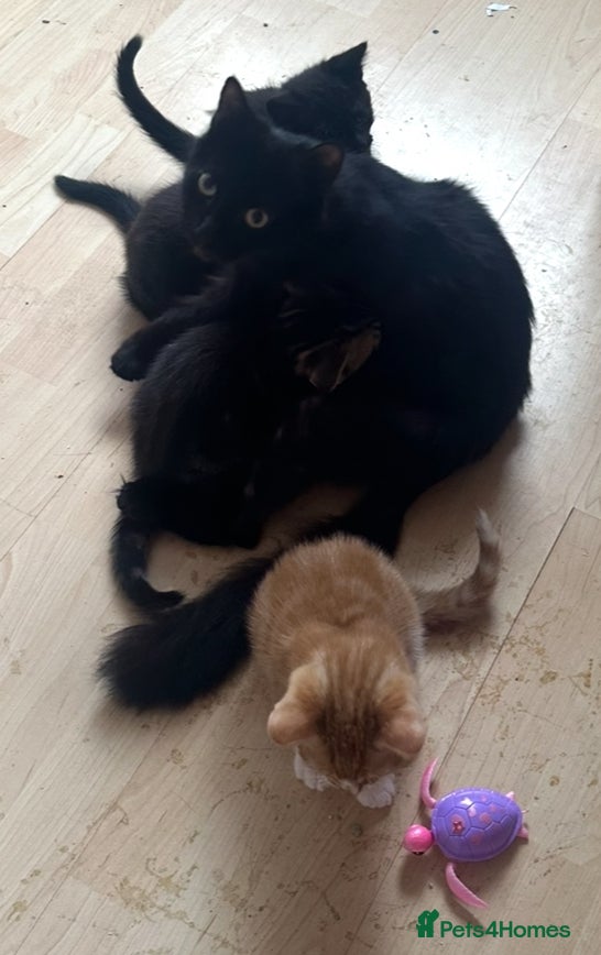 Mixed Breed cats 4 male kittens for sale - Advert 3
