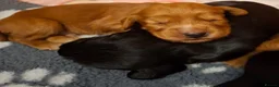 Cocker Spaniel dogs for sale: Working cocker spaniel puppies  - Advert 1