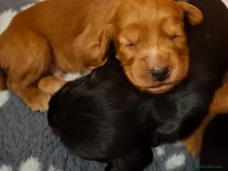 Cocker Spaniel dogs Working cocker spaniel puppies - Advert 4