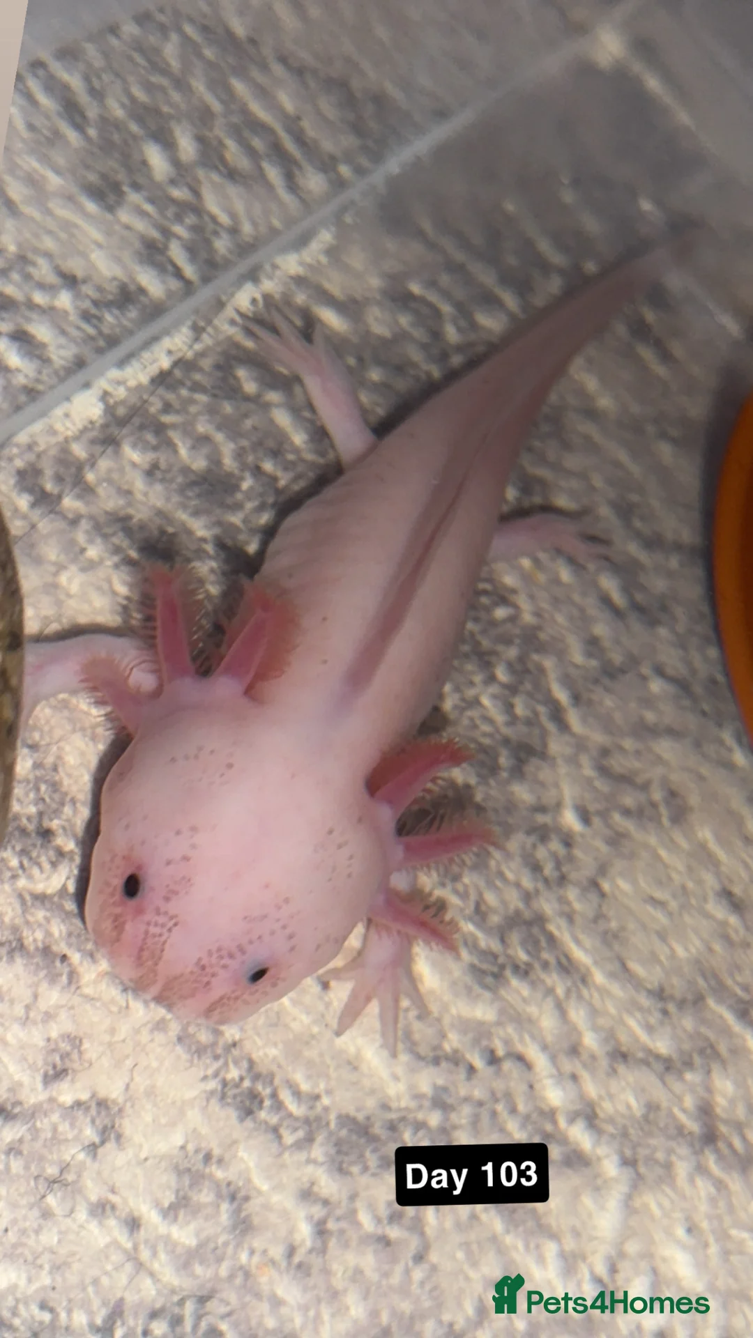Axolotl reptiles for sale: 11 month old female dirty Lucy Axolotl  in Crewe - Advert 1