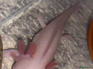 Axolotl reptiles 11 month old female dirty Lucy Axolotl - Advert 1