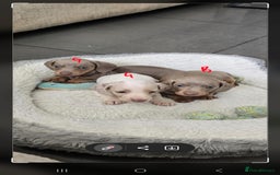 Dachshund dogs for sale: Beautiful Dachshund pups for sale  - Image 2