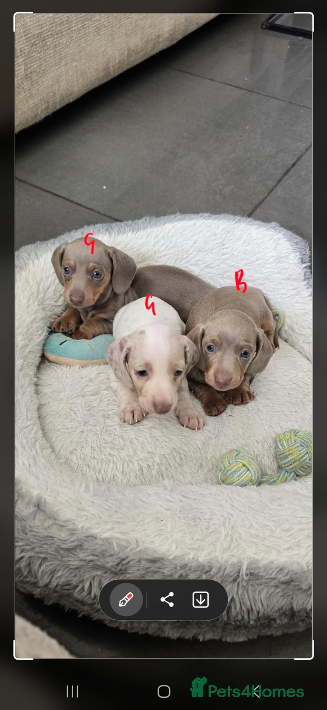 Dachshund dogs for sale: Beautiful Dachshund pups for sale  - Image 2