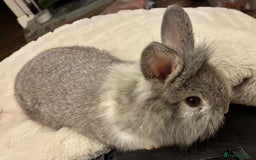 Mini Lion Lop rabbits for sale: Adorable, grey bunny - Image 1