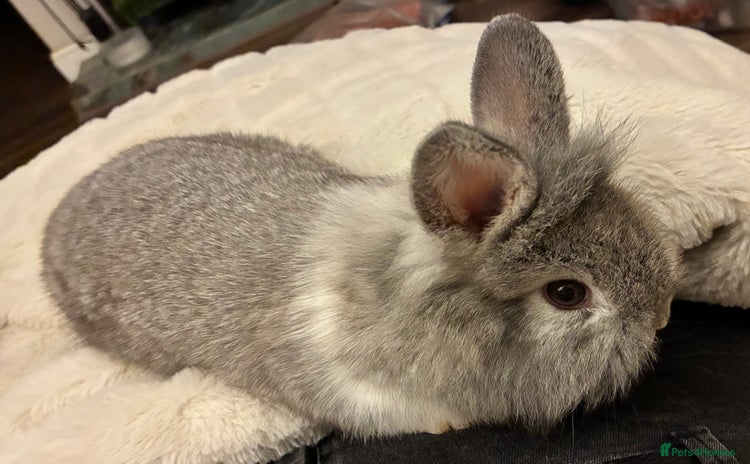 Mini Lion Lop rabbits - Advert 13
