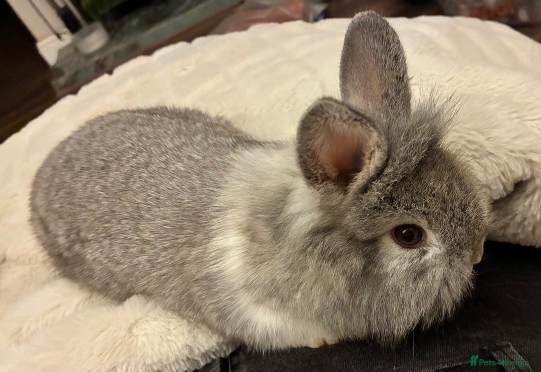 Mini Lion Lop rabbits for sale: Adorable, grey bunny - Image 1