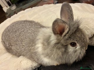 Mini Lion Lop rabbits - Advert 2