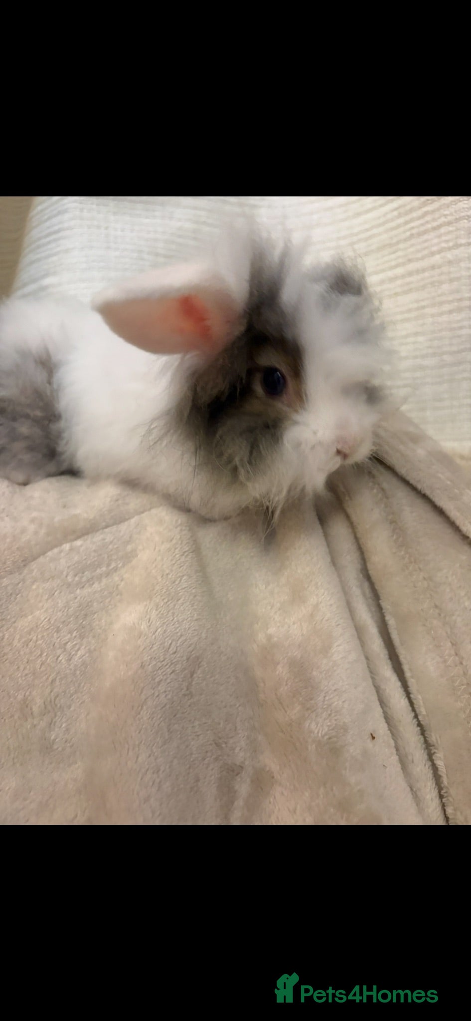 Mini Lion Lop rabbits Beautiful mini lion lop baby bunny rabbits  - Advert 1
