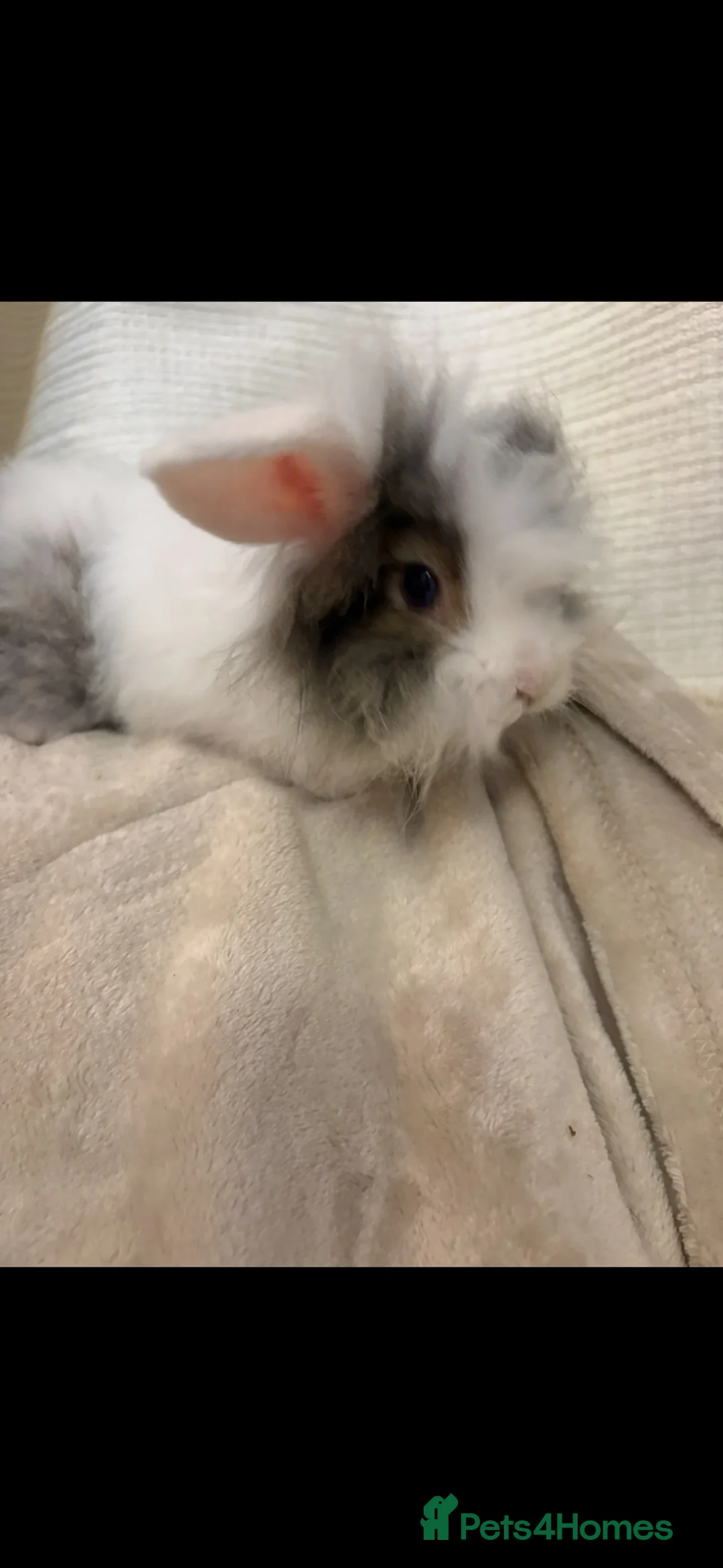 Mini Lion Lop rabbits for sale: Beautiful mini lion lop baby bunny rabbits  - Advert 1