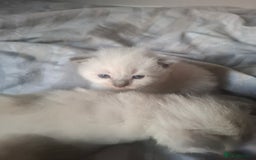 Ragdoll cats for sale: 🩵Blue Point KITTENS for sale!🩵 - Image 8